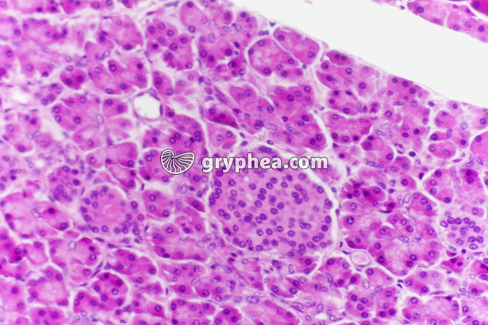 Pancréas avec ilot de Langerhans (Cobaye) x100 - gryphea.org